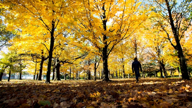 A man walks through the fall leaves at High Park in Toronto on Monday, Oct. 28, 2013. THE CANADIAN PRESS/Nathan Denette