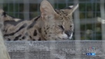 Tumaz the African serval is shown. (CTV News)