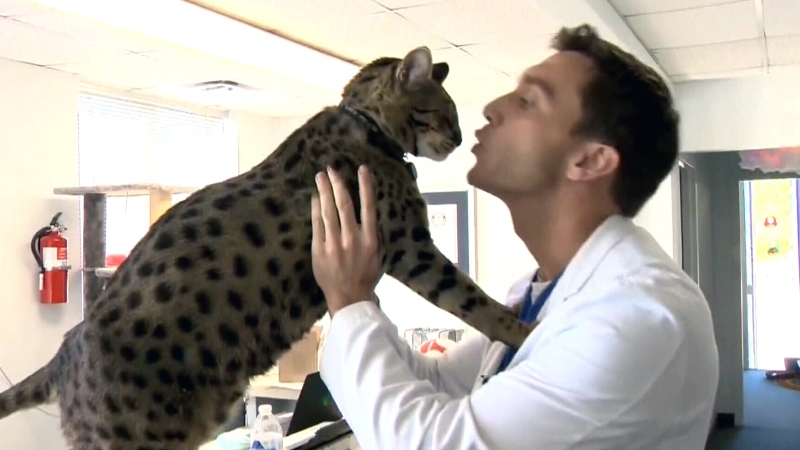 Meet the world's tallest living domestic cat from 