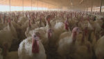 Turkeys in a barn in southwestern Ontario. (Stephanie Villella/CTV Kitchener)