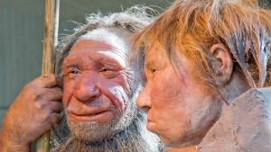 This Friday, March 20, 2009 file photo shows reconstructions of a Neanderthal man, left, and woman at the Neanderthal museum in Mettmann, Germany. A new study released by the journal Science on Thursday, Feb. 1, 2016 says a person’s risk of becoming depressed or hooked on smoking may be influenced by DNA inherited from Neanderthals. (AP Photo/Martin Meissner)