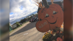 Hewitts Fun Farm annual Pumpkinfest runs Thanksgiving weekend rain or shine (PHOTO: SUBMITTED HEWITTS FARM)