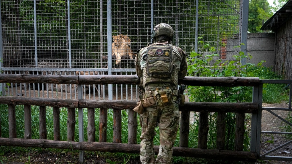 Lions at the zoo in Mariupol