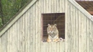 In this 2004 photo, a tiger is seen in its cage on the property of Norman Buwalda in Southwold, Ont.