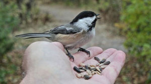 Feeding the birds in Assiniboine Park. Photo by Allan Robertson.