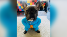 PICTURE THIS: HALLOWEEN PET COSTUMES