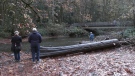 Visitors watch salmon swimming upstream in the Goldstream River on Vancouver Island in October 2022. (CTV)