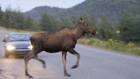 A moose runs in front of a car as it crosses the road in Gros Morne National Park in NL Tuesday, August 14, 2007. (CP PHOTO/Jonathan Hayward) 