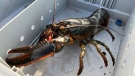 A lobster is seen in the St. Peter's Bay area of Nova Scotia.