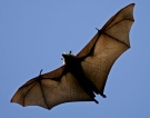 In this April 1, 2005 file photo, a species of fruit bat also knows as the flying fox soars above the trees in the Royal Botanic Gardens in Sydney, Australia.  (AP Photo/Mark Baker, File)