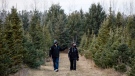 People wearing personal protective masks walk through rows of trees as they choose one to cut down at a Christmas Tree Farm in Egbert, Ontario, Sunday, Nov. 29, 2020 THE CANADIAN PRESS/ Cole Burston