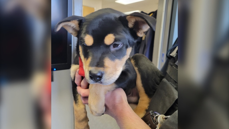 Kamloops RCMP are searching for the rightful owner of a puppy recovered from a stolen Dodge pickup truck on Nov. 14, 2022. 
