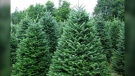 A group of pine trees being sold at Windrift Christmas Tree Farm in Manitoba. Nov. 15, 2022. (Source: Windrift Christmas Tree Farm)
