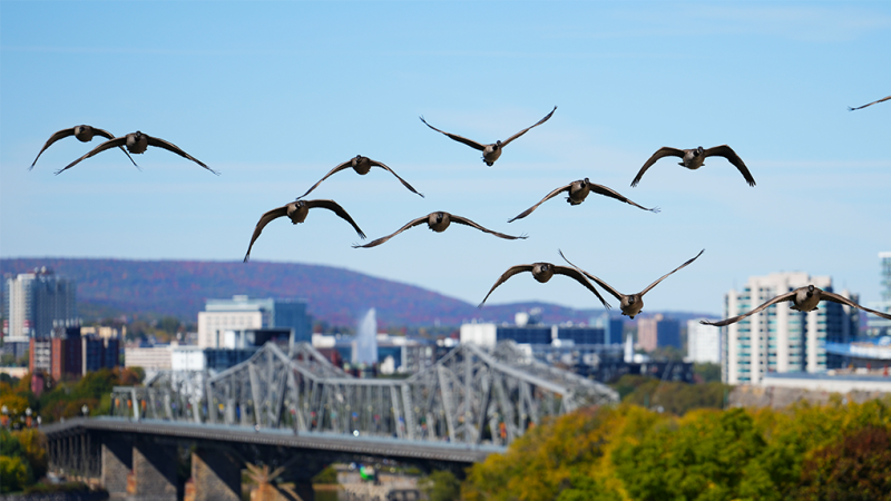 Canada geese fly over the Rideau Canal and the Ottawa River in Ottawa on Monday, Oct. 3, 2022. THE CANADIAN PRESS/Sean Kilpatrick