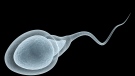 Human sperm counts appear to have fallen by more than 50 per cent around the globe over the past 50 years. (CNN/Shutterstock)