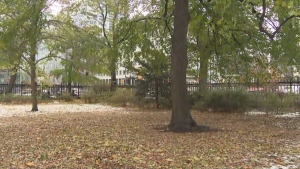 A number of historic trees are shown on the grounds of Osgoode Hall. Metrolinx has given notice that it will have to remove five of the trees as part of Ontario Line construction.