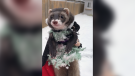 PICTURE THIS: WINTER PETS 