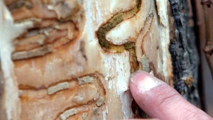 In this Oct. 26, 2011 file photo, the markings left from emerald ash borer larvae on an ash tree are pointed out in Saugerties, N.Y. (AP Photo/Mike Groll, File)