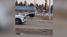 Extended: Ostrich chased by RCMP in Taber, Alta.