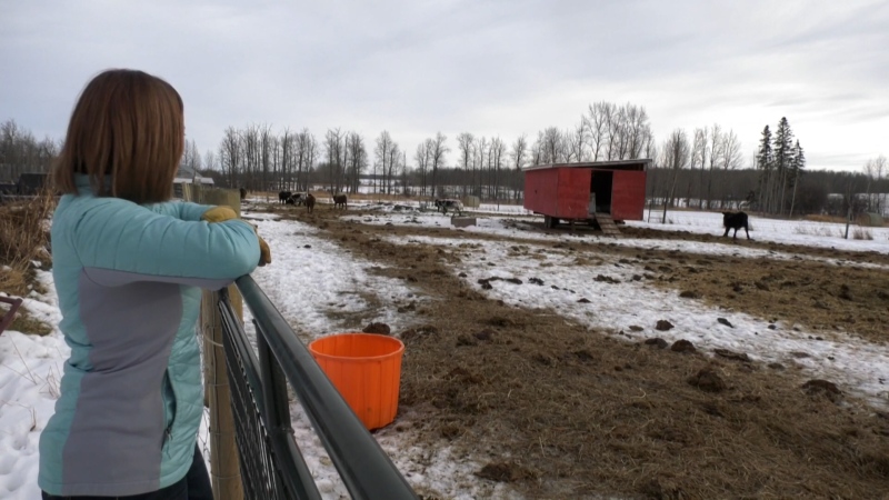 Alberta ranchers concerned with future of industry