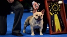 Perry Payson wins the National Dog Show with 3-year-old Winston, a French bulldog. (Mark Makela/Getty Images)