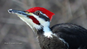 Caught this great looking woodpecker by surprise. (Elizabeth D'Angelo/CTV Viewer)