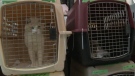 Dozens of cats, surrendered to a Calgary animal rescue organization, are now in need of care.