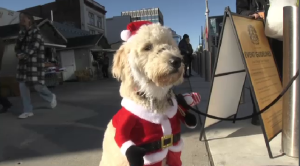 dog festive