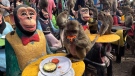 Monkeys enjoy fruit during monkey feast festival in Lopburi province, Thailand. Sunday, Nov. 27, 2022. The festival is an annual tradition in Lopburi, which is held as a way to show gratitude to the monkeys for bringing in tourism. (AP Photo/Chalida EKvitthayavechnukul)