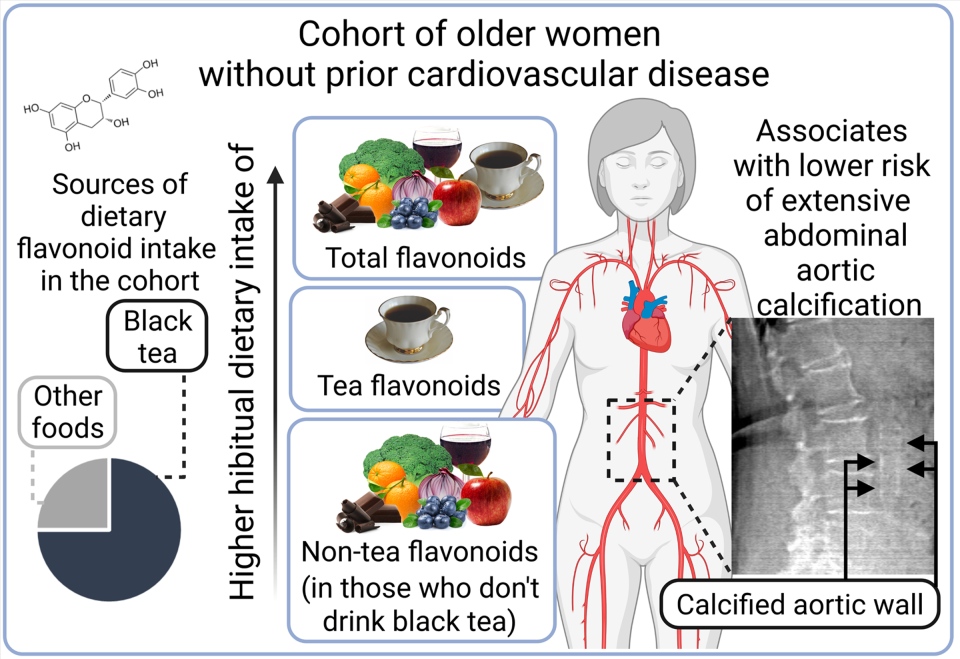 AAC with flavonoid benefts