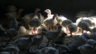 FILE - A flock of young turkeys stand in a barn at the Moline family turkey farm after the Mason, Iowa farm was restocked on Aug. 10, 2015. Farms that raise turkeys and chickens for meat and eggs are on high alert, fearing a repeat of a widespread bird flu outbreak in 2015 that killed 50 million birds across 15 states and cost the federal government nearly $1 billion. The new fear is driven by the discovery announced Feb. 9, 2022, of the virusÂ infecting a commercial turkey flockÂ in Indiana. (AP Photo/Charlie Neibergall, File)