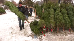 Trees and wreaths are on sale in the parking lot at 1370 Grosvenor Avenue. Prices range from $28 for a Manitoba Spruce to $110 for an old fashioned Fraser Fir. (Source: Daniel Halmarson, CTV News)