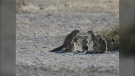 Cape ground squirrels in South Africa. Nov. 28, 2022. (Source: Jane Waterman)