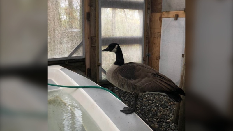 A Canada goose that was found with an arrow in its abdomen is seen in an image from the B.C. Wildlife Rescue Association. (Handout) 