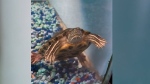  Turtle missing after stay at Winnipeg business 