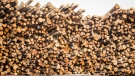 Logs wait to be processed into lumber at the Spray Lake Sawmills in Cochrane, Alta., Thursday, May 20, 2021.THE CANADIAN PRESS/Jeff McIntosh