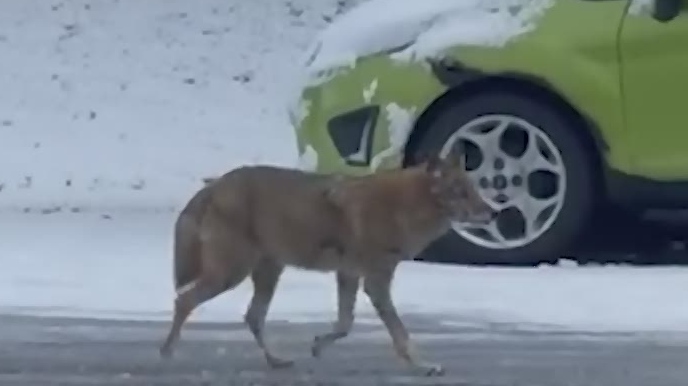CAUGHT ON VIDEO: A female coyote roams around Magnolia Boulevard in New Sudbury, off Grandview, in broad daylight near a popular trail. (Erin Lee Heise)