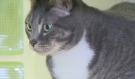 On this week’s edition of Take Me Home Tuesday, we present Scout, a year-old grey and white haired tabby looking for a good home. (Photo from video)