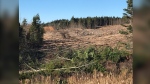 This image shows the cutting and clearing at the Eisner Cove wetland. (Jonathan MacInnis/CTV)