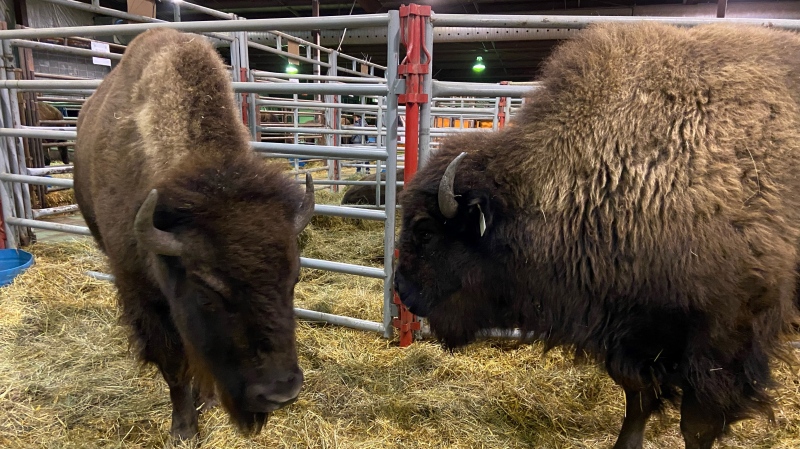 Bison sales marked 'Bison Day' at the Canadian Western Agribition in Regina on Nov. 29. (Luke Simard/CTV News)