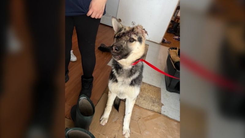 Isaac was rescued from a remote community in Manitoba and found with a hole in his head believed to be caused by a bullet or icepick. (Source: Manitoba Underdogs Rescue)