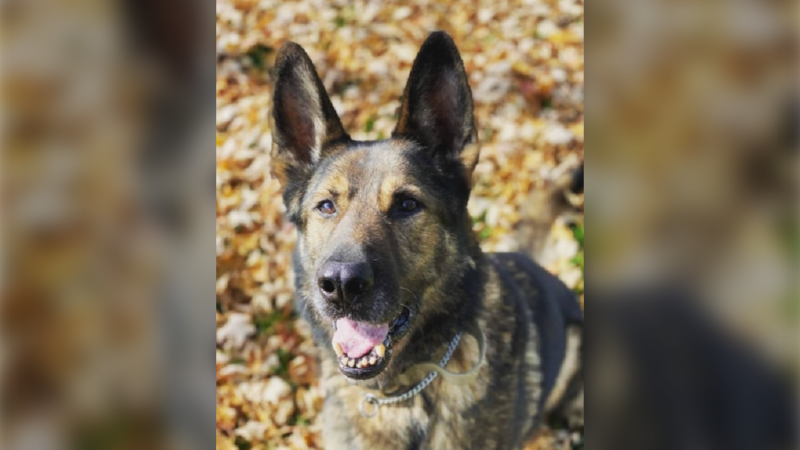 OPP police dog Blitz is seen in this undated image. (Source: OPP West Region/Twitter) 