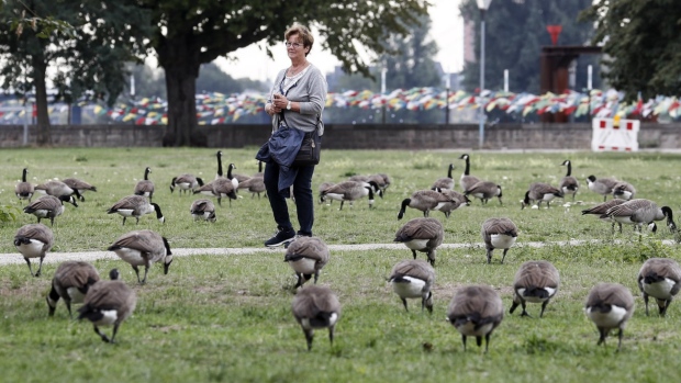 A woman walks in a park near the river Rhine between a flock of Canada geese, an invasive species, in Duesseldorf, Germany, Tuesday, Sept. 8, 2020.THE CANADIAN PRESS/AP -Martin Meissner