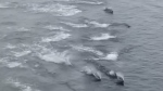 WATCH: Dolphin pod follows ferry in B.C.