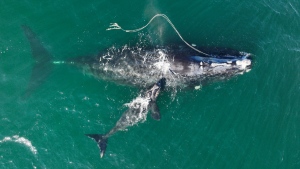 An endangered North Atlantic right whale entangled in fishing rope, with a newborn calf in waters near Cumberland Island, Ga., on Dec. 2, 2021. (Georgia Department of Natural Resources / NOAA Permit #20556 via AP) 