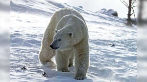 Assiniboine Park Zoo polar bear loving that new snow. Photo by Neil Longmuir.