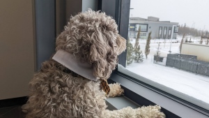 Sully the Cocker Spaniel Poodle mix looks out the window of his Edmonton office. (Credit: Stephanie Reddecliff)