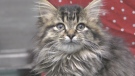 A kitten up for adoption at the Kingston Humane Society on Dec. 1. (Kimberley Johnson/CTV News Ottawa)
