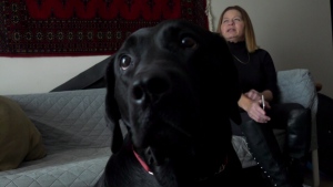 Woman with guide dog says Uber refused service 