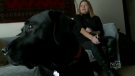 Veronika Kanya, who has been blind for more than two decades, said she was denied an Uber ride twice because of her service dog. (Source: Taylor Brock/ CTV News Winnipeg)